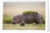 Hippopotomaus walking on savanna with water plants on it's back by Anonymous