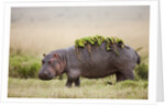 Hippopotomaus walking on savanna with water plants on it's back by Anonymous