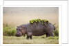 Hippopotomaus walking on savanna with water plants on it's back by Anonymous