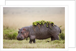 Hippopotomaus walking on savanna with water plants on it's back by Anonymous