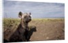 Spotted Hyena pup by den in Masai Mara National Reserve by Anonymous