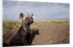 Spotted Hyena pup by den in Masai Mara National Reserve by Anonymous