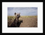 Spotted Hyena pup by den in Masai Mara National Reserve by Anonymous