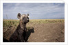 Spotted Hyena pup by den in Masai Mara National Reserve by Anonymous