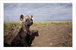 Spotted Hyena pup by den in Masai Mara National Reserve by Anonymous