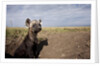 Spotted Hyena pup by den in Masai Mara National Reserve by Anonymous