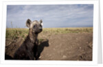 Spotted Hyena pup by den in Masai Mara National Reserve by Anonymous
