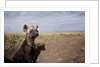 Spotted Hyena pup by den in Masai Mara National Reserve by Anonymous