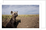 Spotted Hyena pup by den in Masai Mara National Reserve by Anonymous