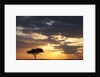Acacia tree at sunset by Anonymous