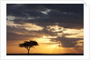 Acacia tree at sunset by Anonymous