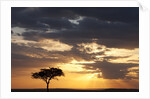 Acacia tree at sunset by Anonymous