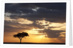 Acacia tree at sunset by Anonymous