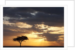 Acacia tree at sunset by Anonymous