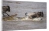 Nile crocodile attacking Wildebeest migrating across Mara River by Anonymous