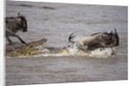 Nile crocodile attacking Wildebeest migrating across Mara River by Anonymous