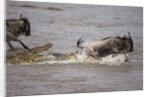 Nile crocodile attacking Wildebeest migrating across Mara River by Corbis