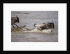 Nile crocodile attacking Wildebeest migrating across Mara River by Anonymous