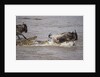 Nile crocodile attacking Wildebeest migrating across Mara River by Corbis