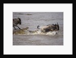 Nile crocodile attacking Wildebeest migrating across Mara River by Anonymous