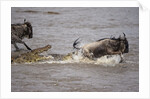 Nile crocodile attacking Wildebeest migrating across Mara River by Anonymous