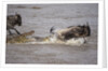 Nile crocodile attacking Wildebeest migrating across Mara River by Corbis