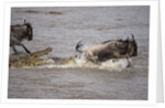 Nile crocodile attacking Wildebeest migrating across Mara River by Corbis