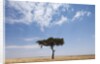 Lone Acacia tree in savanna by Anonymous