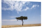 Lone Acacia tree in savanna by Anonymous