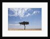 Lone Acacia tree in savanna by Anonymous