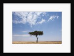 Lone Acacia tree in savanna by Anonymous