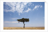 Lone Acacia tree in savanna by Anonymous