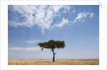 Lone Acacia tree in savanna by Anonymous