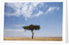 Lone Acacia tree in savanna by Anonymous