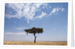 Lone Acacia tree in savanna by Anonymous