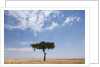 Lone Acacia tree in savanna by Anonymous