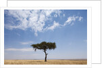 Lone Acacia tree in savanna by Anonymous