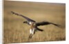 Whitebacked Vulture landing near carcass during Serengeti Migration by Anonymous