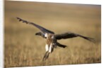 Whitebacked Vulture landing near carcass during Serengeti Migration by Anonymous
