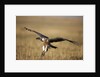 Whitebacked Vulture landing near carcass during Serengeti Migration by Anonymous