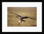 Whitebacked Vulture landing near carcass during Serengeti Migration by Anonymous