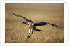 Whitebacked Vulture landing near carcass during Serengeti Migration by Anonymous