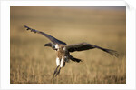 Whitebacked Vulture landing near carcass during Serengeti Migration by Anonymous