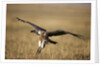 Whitebacked Vulture landing near carcass during Serengeti Migration by Anonymous