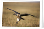 Whitebacked Vulture landing near carcass during Serengeti Migration by Anonymous