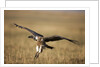 Whitebacked Vulture landing near carcass during Serengeti Migration by Anonymous
