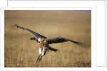 Whitebacked Vulture landing near carcass during Serengeti Migration by Anonymous