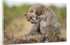 Cheetah grooming cub in Masai Mara National Reserve by Anonymous