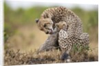 Cheetah grooming cub in Masai Mara National Reserve by Anonymous