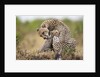 Cheetah grooming cub in Masai Mara National Reserve by Anonymous